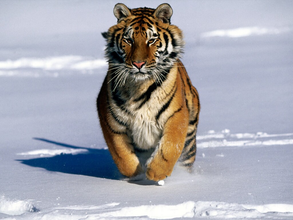 siberian_tiger