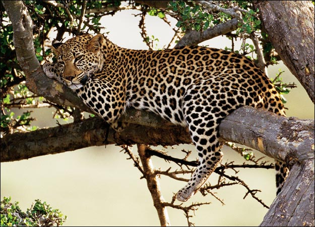 leopard-picture