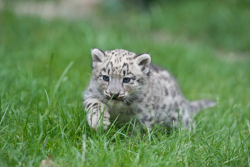 zoo-trojcata-narodenie-bazilej-vzacny-leopard-snezny-zoobasel-ch