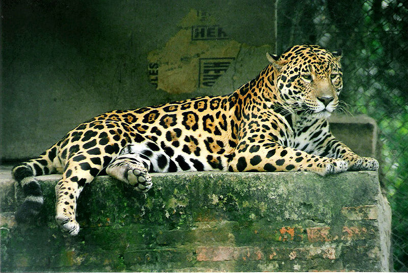 jaguar