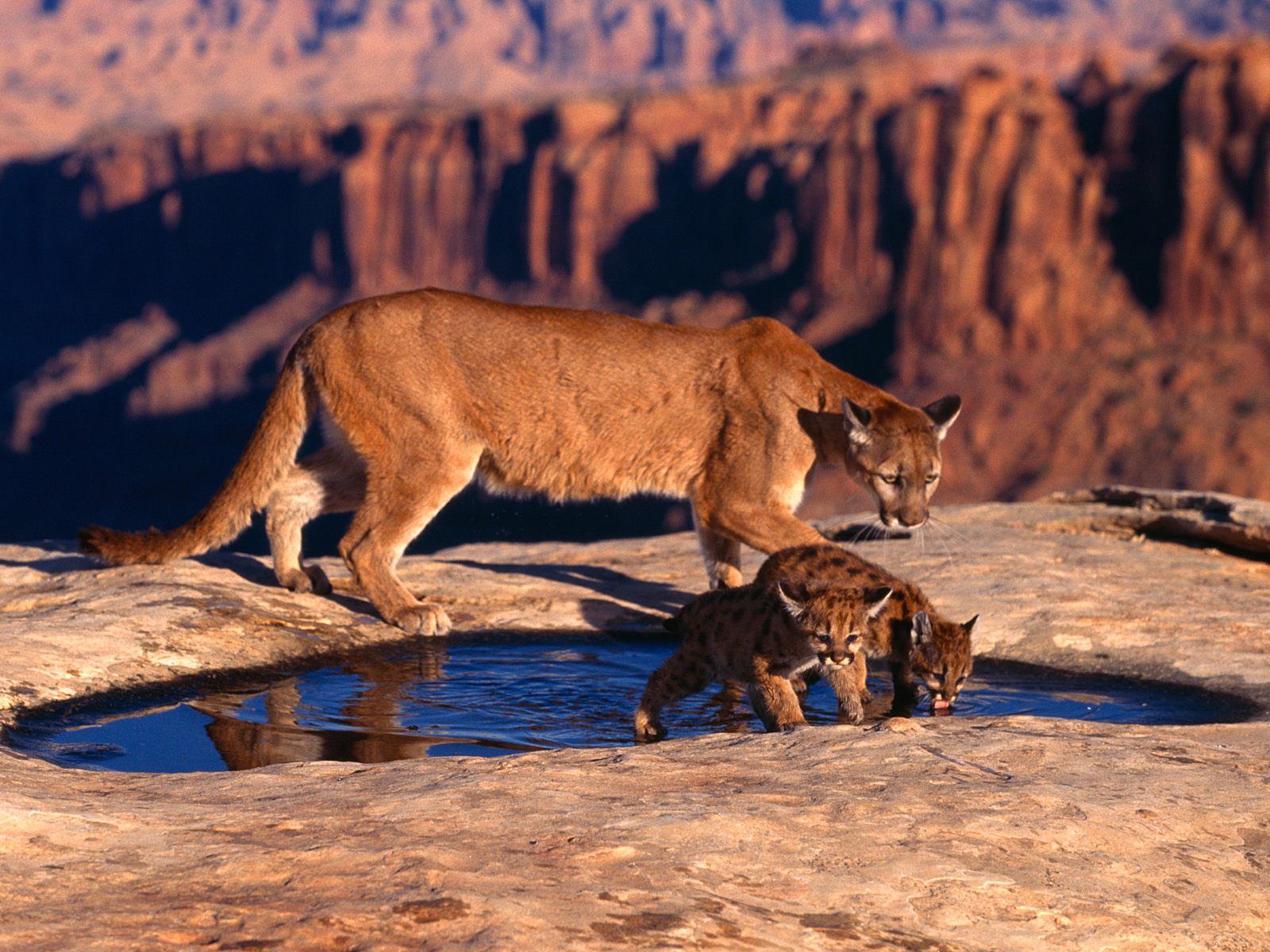 Cougar and thirsty Cubs