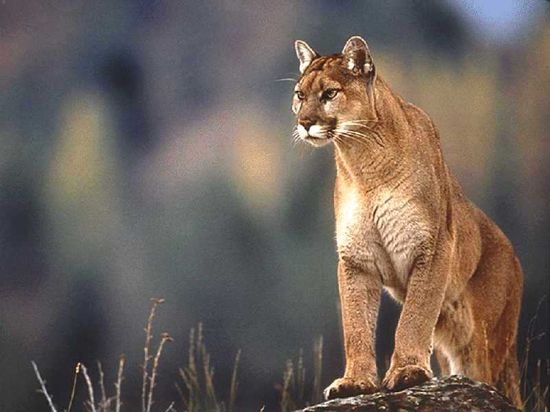 cougar on the prowl