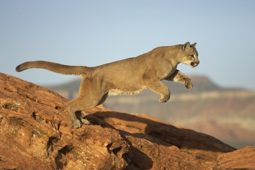 cougar_4