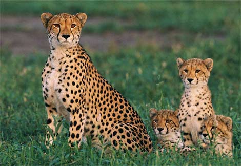 cheetah-cubs